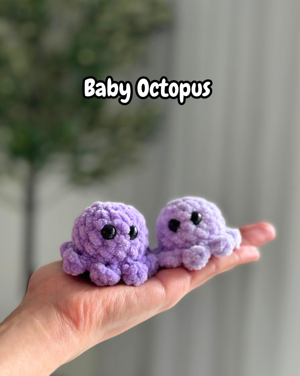 Octopus Family